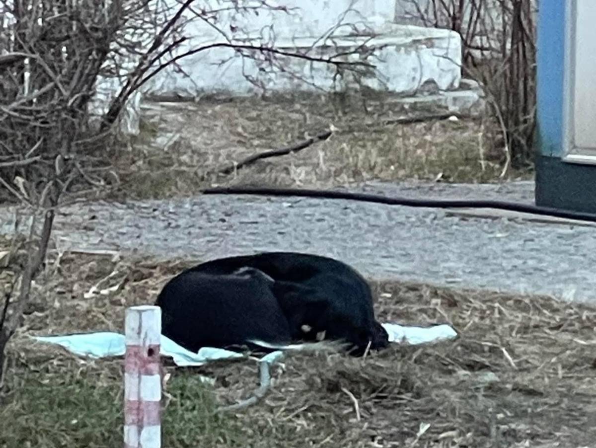 Dog sleeping on a blanket in a cold yard