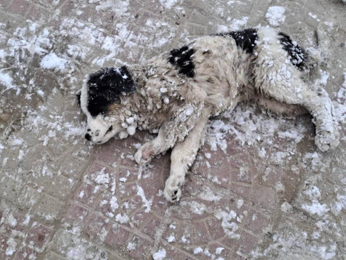 Dog lying on frosted pavement