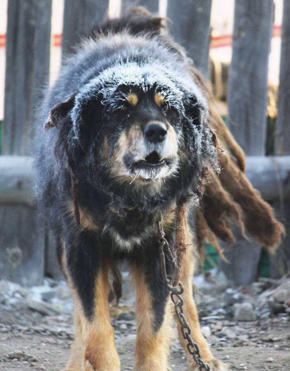 Chained dog with frost on its fur