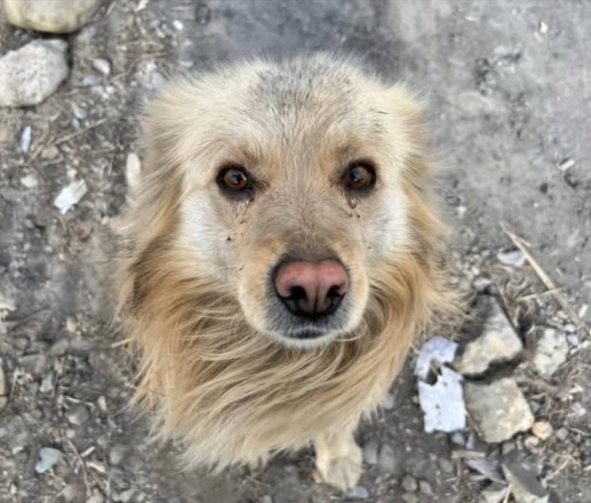 Fluffy dog looking up at the camera