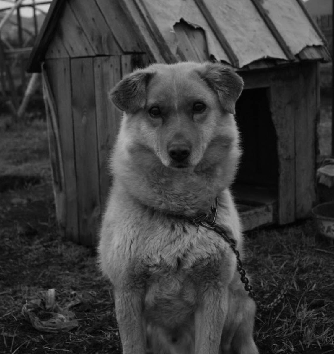 Chained dog in front of an old broken wooden dog house