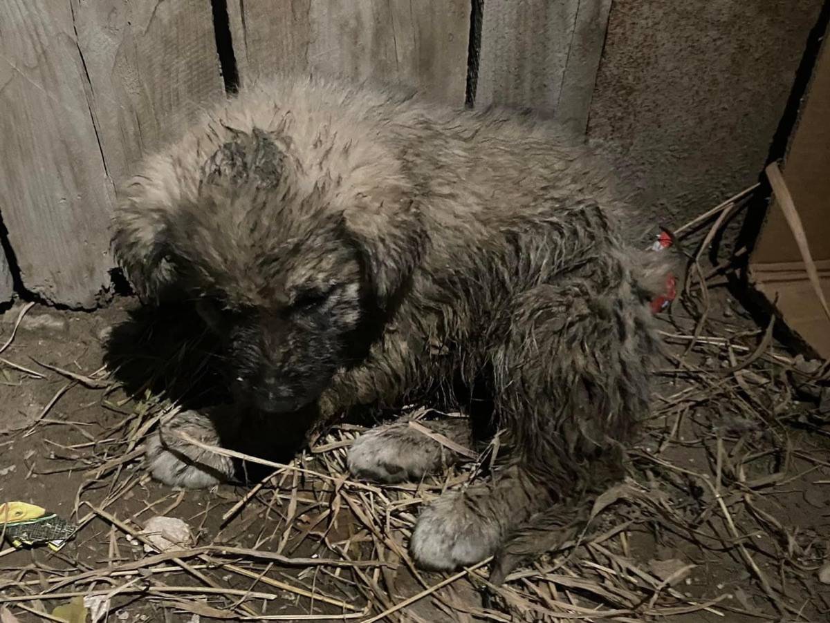 Dog in a makeshift shelter of straw and boards