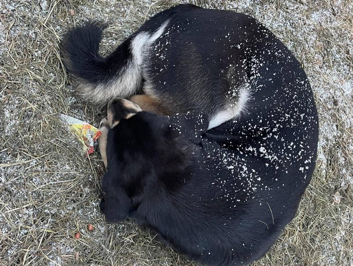 Dog curled up on frozen ground covered with snow