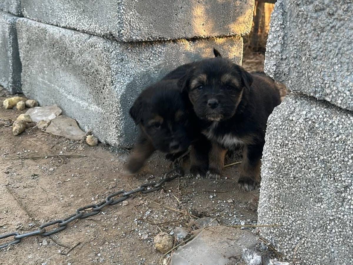 Two puppies huddled together beside concrete blocks